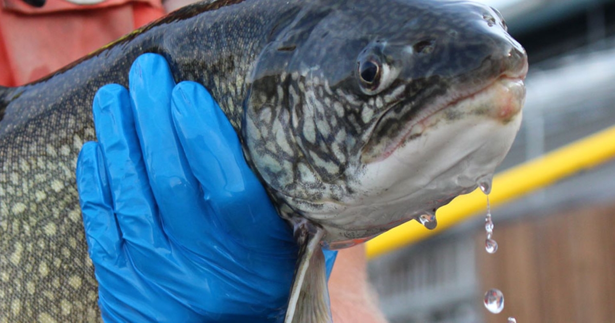 Berkshire National Fish Hatchery | U.S. Fish & Wildlife Service